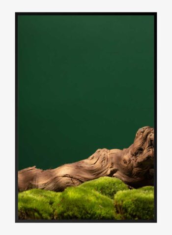 Whispers of Ancient Timber Print